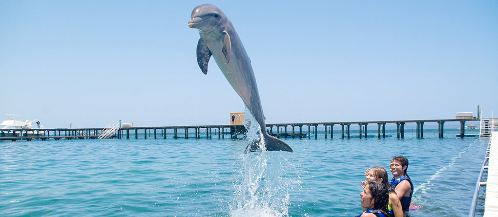 Extreme Dolphin Adventure